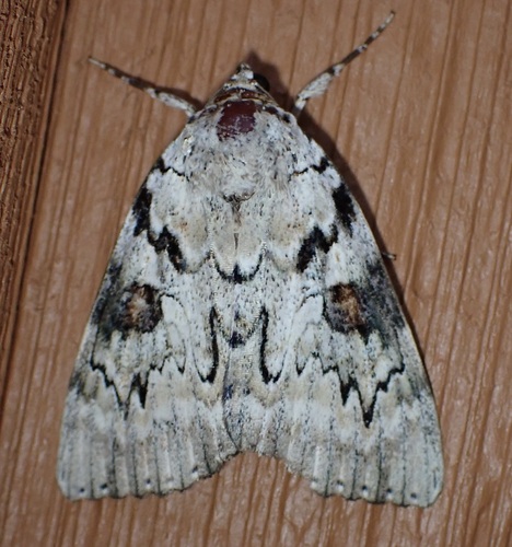 Sappho Underwing photo 2