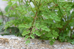 Corydalis cornuta