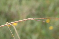 Pseudosermyle strigata