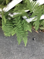 Dennstaedtia punctilobula
