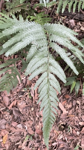 Microlepia × bipinnata iNat (1)