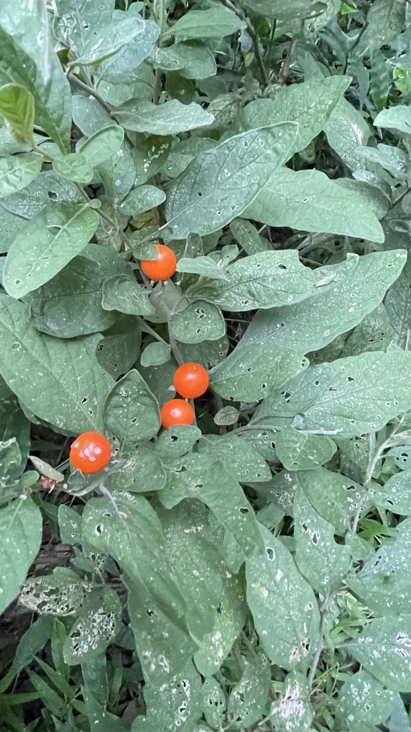 Capsicum