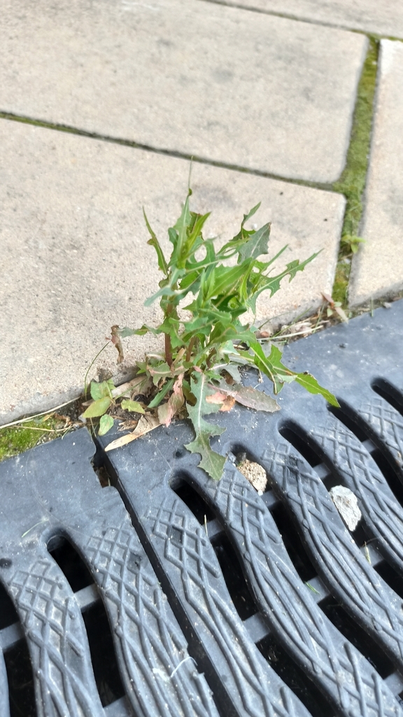 Lactuca sativa