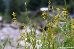 Corydalis cornuta