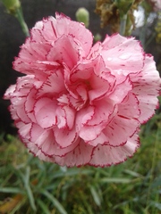 Dianthus caryophyllus