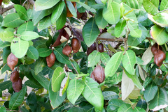 Angiospermae