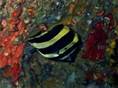 Amphichaetodon howensis