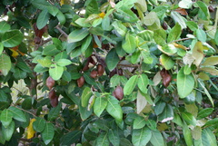 Angiospermae