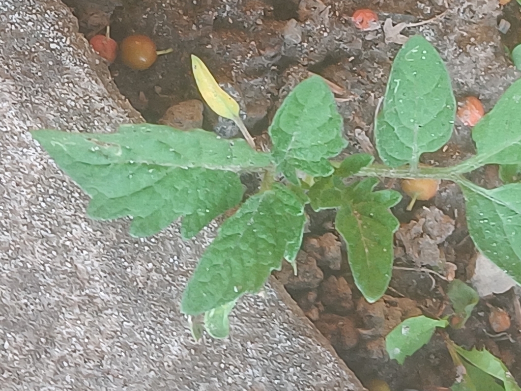 Solanum lycopersicum