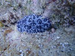 Ceratophyllidia papilligera