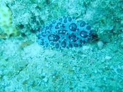 Ceratophyllidia papilligera