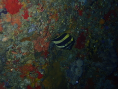 Amphichaetodon howensis