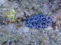 Ceratophyllidia papilligera