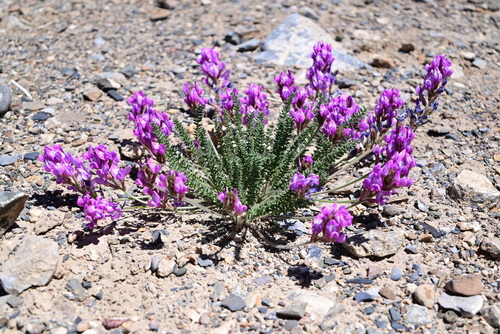 Oxytropis microphylla