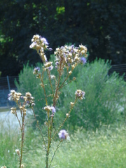 Cirsium creticum