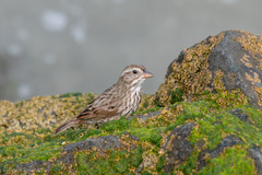 Passerculus sandwichensis rostratus