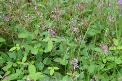 Desmodium pringlei