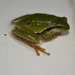 Walker's Tree Frog - Photo (c) Neptalí Ramírez Marcial, some rights reserved (CC BY), uploaded by Neptalí Ramírez Marcial