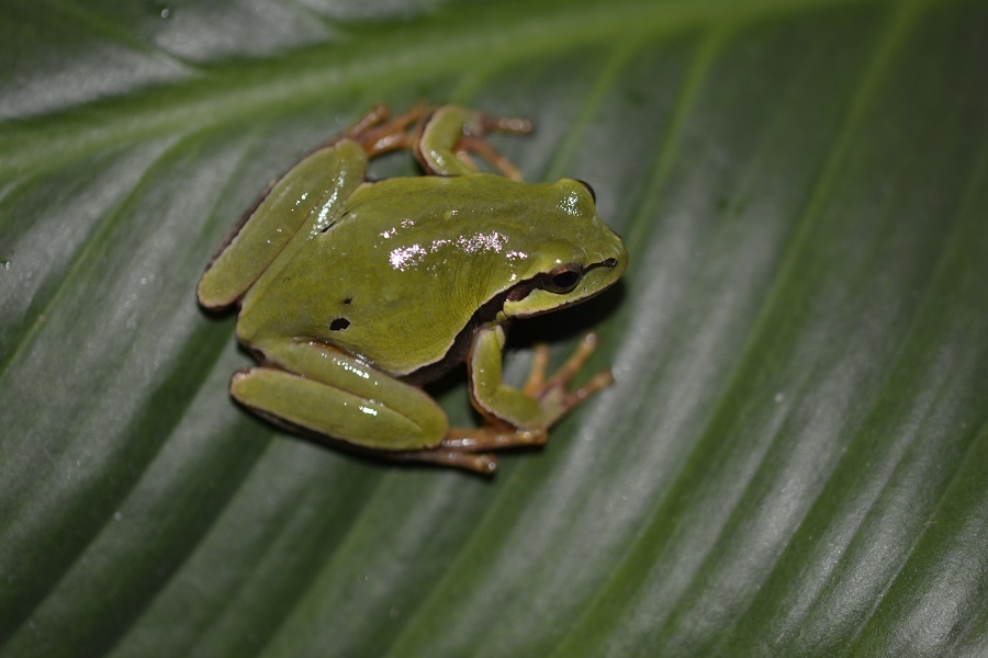 Walker's Tree Frog