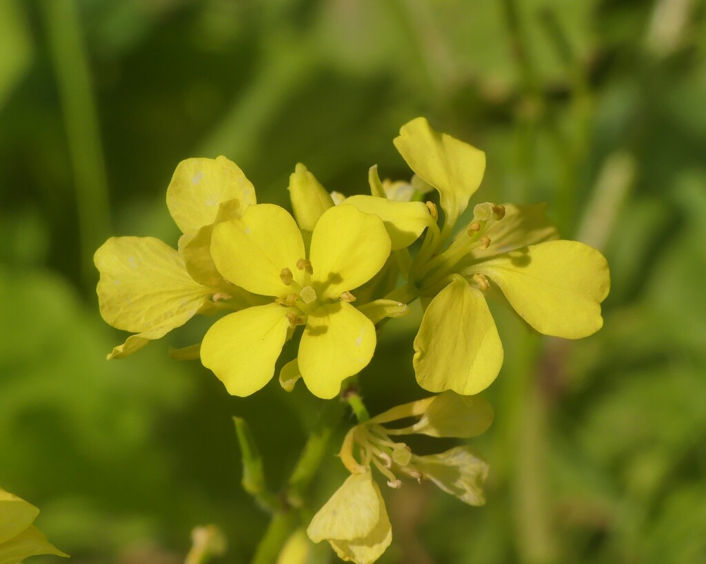 Brassica