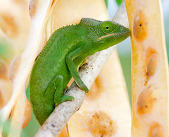 Furcifer polleni