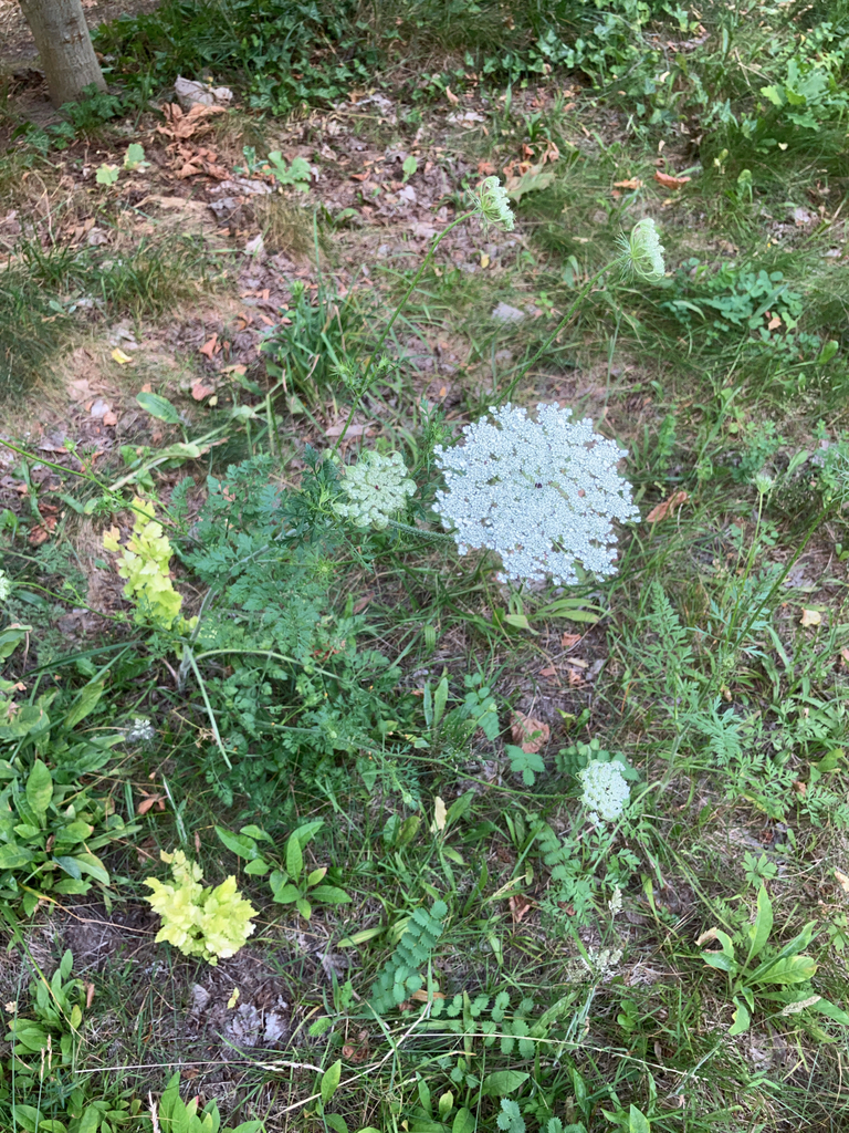 Daucus carota