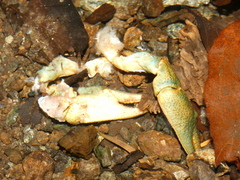 Austropotamobius torrentium