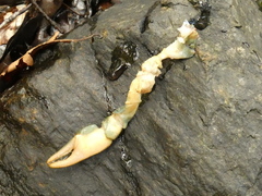 Austropotamobius torrentium