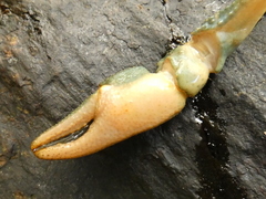 Austropotamobius torrentium