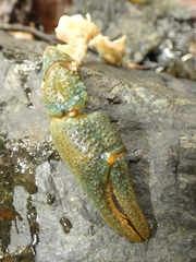 Austropotamobius torrentium