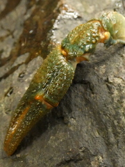 Austropotamobius torrentium