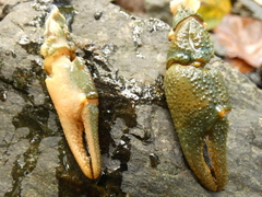 Austropotamobius torrentium