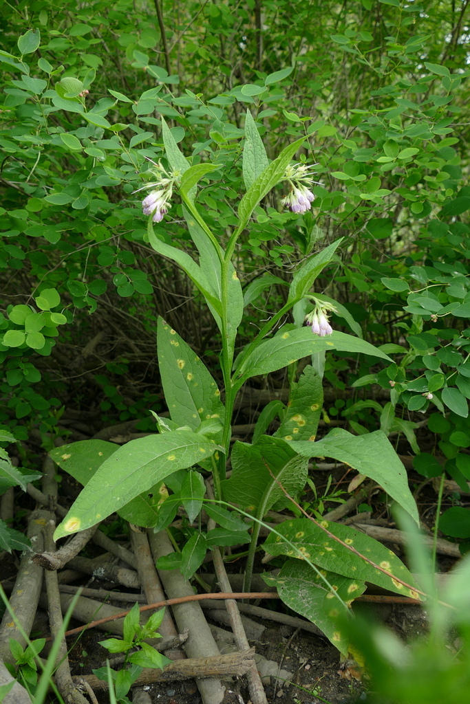 Symphytum