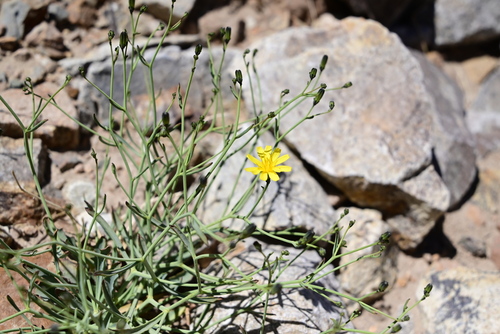 Askellia flexuosa