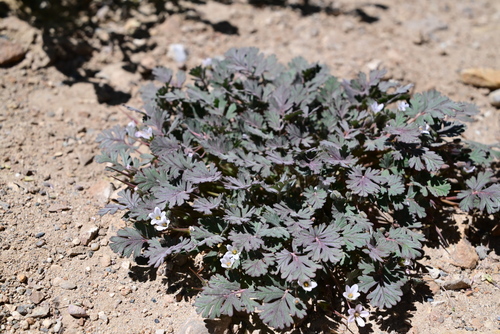 Erodium tibetanum