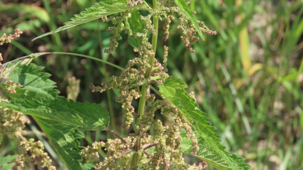 Urtica dioica