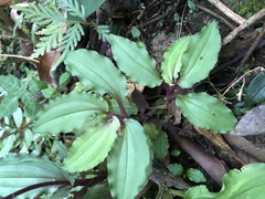 Crepidium roohutuensis