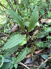 Crepidium roohutuensis