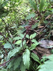 Crepidium roohutuensis