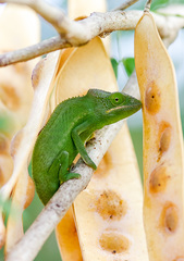 Furcifer polleni