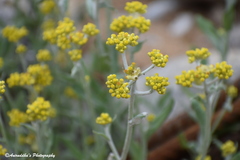 Pseudognaphalium affine