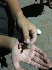 Hemidactylus turcicus