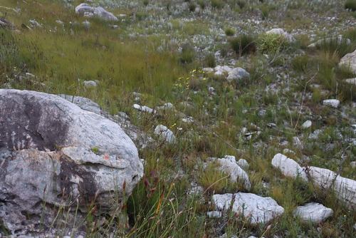 Othonna quinquedentata