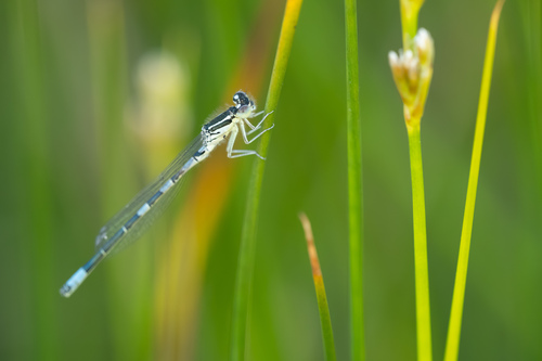 Dainty Damselfly, Zuid-Holland, NL, photo 10 of 10
