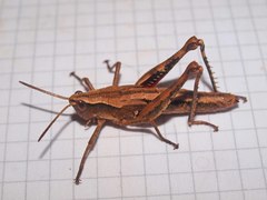 Sigaus piliferus