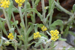 Pseudognaphalium affine