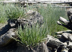 Plantago maritima juncoides