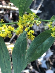 Solidago