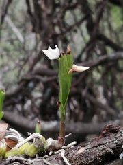 Polystachya ottoniana