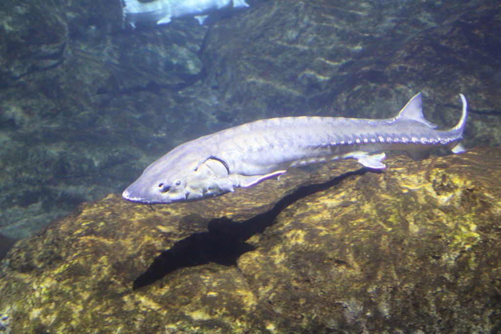 Sea Sturgeons